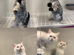 -lincat·猫舍(广州店)