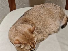 -藏猫猫咖啡主题馆(中央大道店)