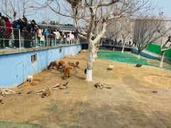 -西霞口神雕山野生动物世界