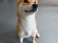 -柴源莊·柴小宠柴犬咖啡
