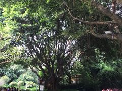 -金鸡山公园