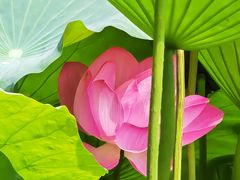 -莲池书院博物馆