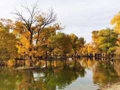 -金塔沙漠胡杨林景区