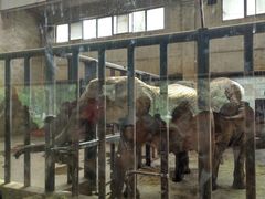 -石家庄市动物园