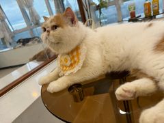 -共舞时光猫咖·狗咖(新街口店)