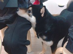 -柴迷FANS CLUB·柴犬狗咖·猫咖