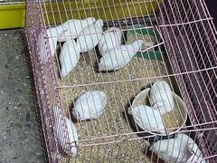 -中环花鸟鱼虫市场