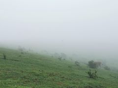 -大姆山草场