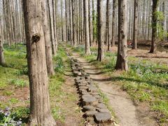 -黄海国家森林公园