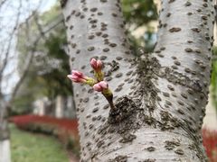 -高东镇樱花园
