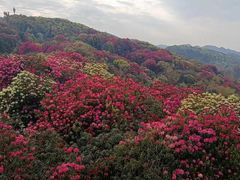 -贵州百里杜鹃风景名胜区