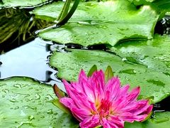 -国家植物园南园