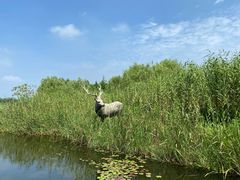 -溱湖国家湿地公园