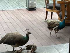 -阳朔悦榕庄·明月西餐厅&清风吧