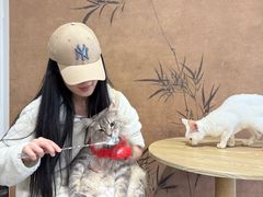 -楼上猫咖(罗湖店)