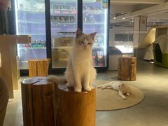-more than meow吴止猫主题餐厅(承德 中船汇店)
