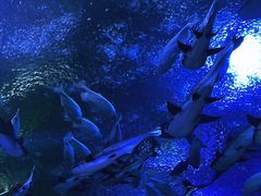 -成都浩海立方海洋公园