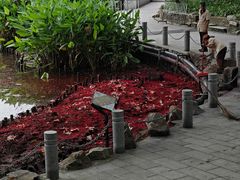 -荔湾湖公园