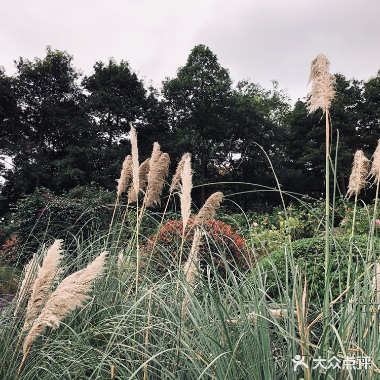 成都攻略 | 网红植物打卡地-成都市植物园🌵