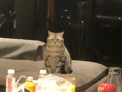 -帕帕拉兹宠物(亚洲旗舰店)