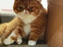 -瞄一喵猫咖(格力海岸店)