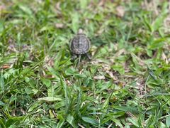 -瑞幸咖啡(沃尔玛华侨城店)