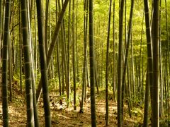 -上海佘山国家森林公园天马山园