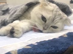 -爱侣宠医·鹦鹉专科·小型哺乳类·异宠专科(灵石路店)