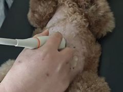 -全心全意连锁动物医院·微创中心·内科急重症·心脏专科(丰管路店)