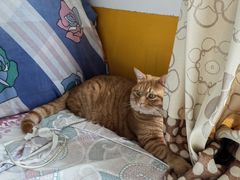 -宠福鑫康馨动物医院·骨科·眼科