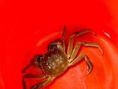 -朱胖子蟹行大闸蟹(定安里店)