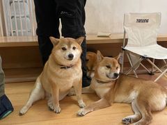 -是阿柴呀！柴犬咖啡·爱喵喵猫咖