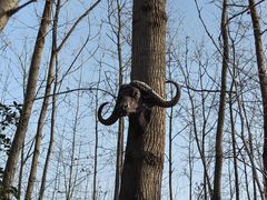 -合肥滨湖国家森林公园