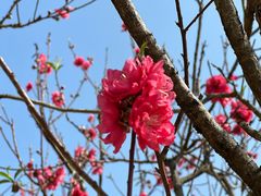 -南国桃园旅游度假区