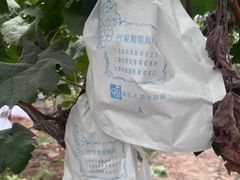 -马陆小张葡萄园农家乐