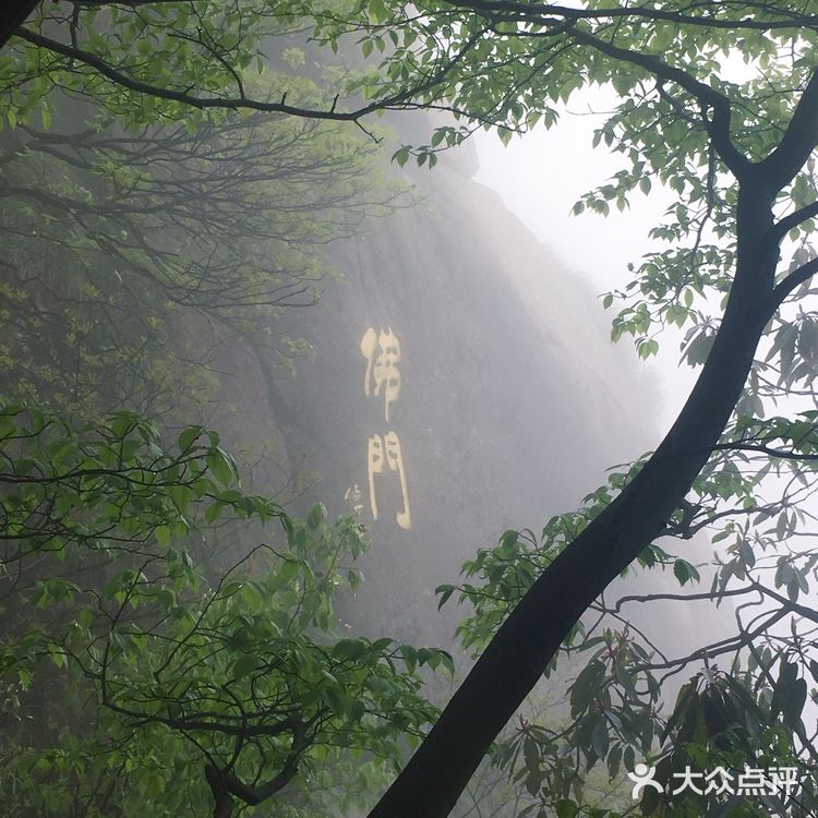人间四月芳菲尽 花台杜鹃始盛开