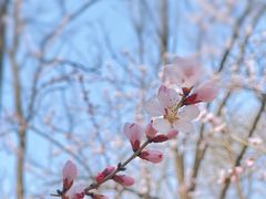 -朝阳公园