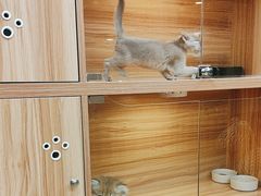 -猫十亿·布偶金渐层·曼基康矮脚猫舍(青年路店)