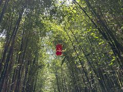 -鲁山国家森林公园