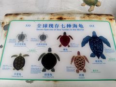 -广东惠东海龟国家级自然保护区