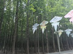 -日照海滨国家森林公园
