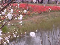 -圩墩遗址公园