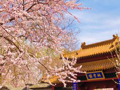 -桃花堤公园