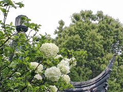-枫桥景区