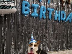 -百好乐宠物友好餐厅(朝外大街店)