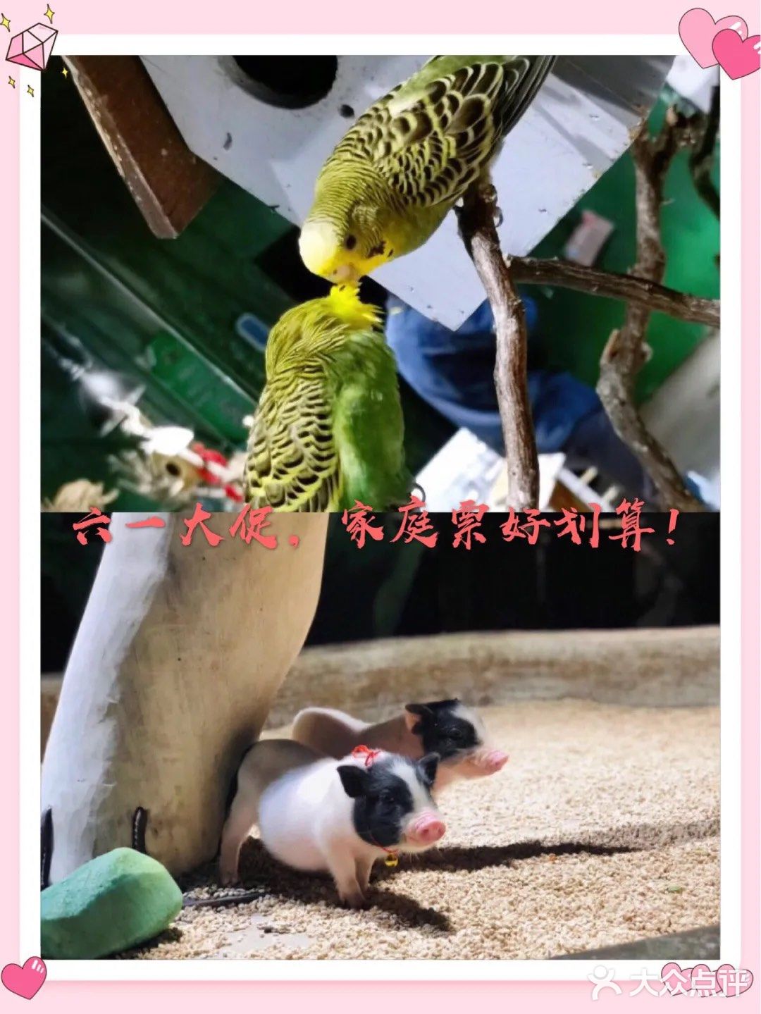 这家新概念动物乐园，儿童节的亲子票超划算！