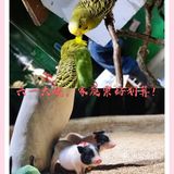 这家新概念动物乐园，儿童节的亲子票超划算！