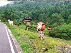 -硗碛藏寨·神木垒景区