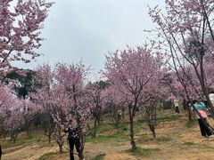 -无锡梅园公园