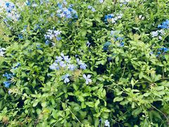 -荔枝公园(福田区)